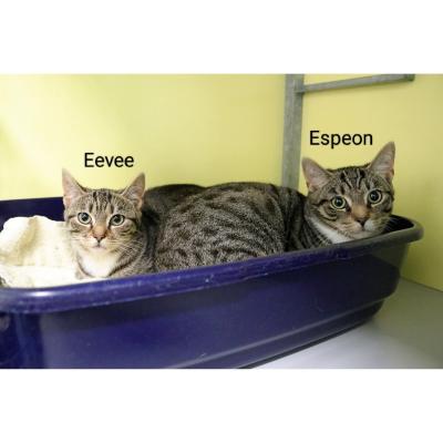 Eevee en Espeon